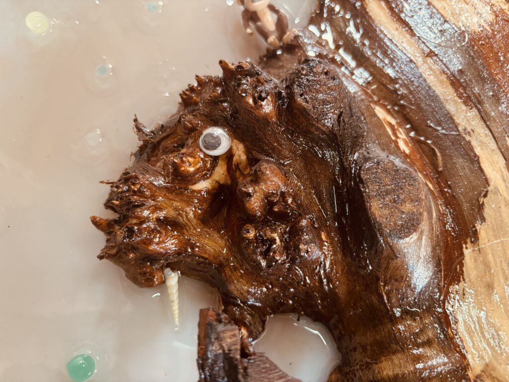 ポプラ材の瘤に目と巻き貝を付けセイウチのように見える部分