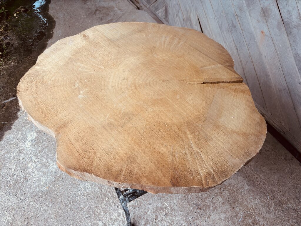 イチョウの年輪が美しく浮かび上がる丸太の断面。