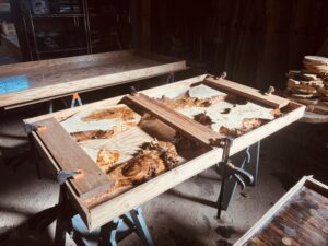 レジンテーブル制作体験で選ばれた2枚の個性的なポプラ材を型枠に収め、クランプで固定している様子。木肌のコブや凹凸が際立つ。