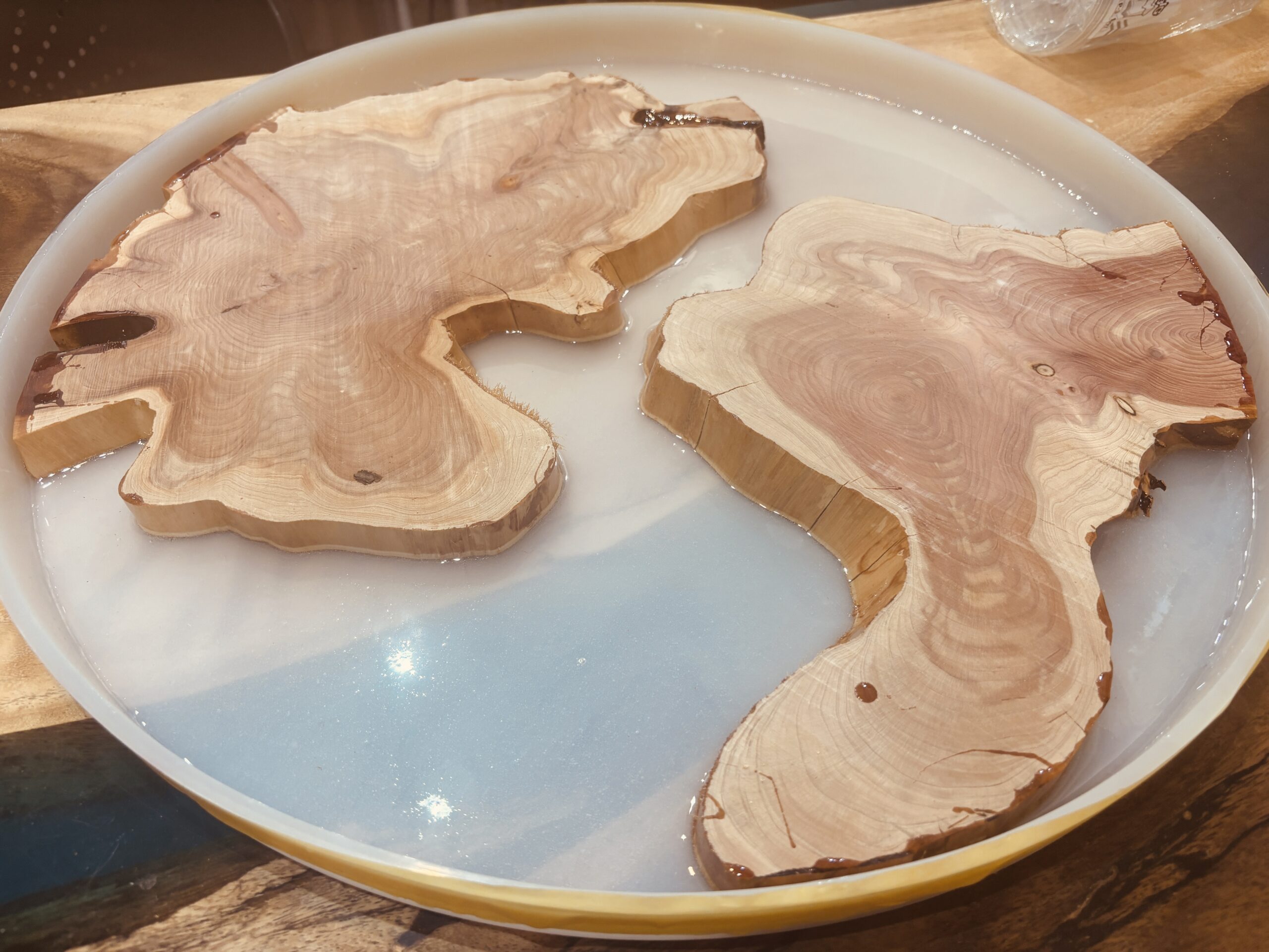 50cmの円形モールドに配置された2枚のカイヅカイブキを使ったレジンテーブル制作工程。透明なレジンで側面を固定している様子。