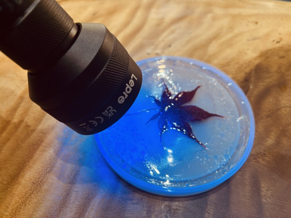 紅葉入りのコースターに紫外線ライトを照射し、UVレジンの硬化テストを行っている様子。