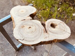 三つの幹が分かれる直前を輪切りにしたレジンテーブル用木材の全体写真