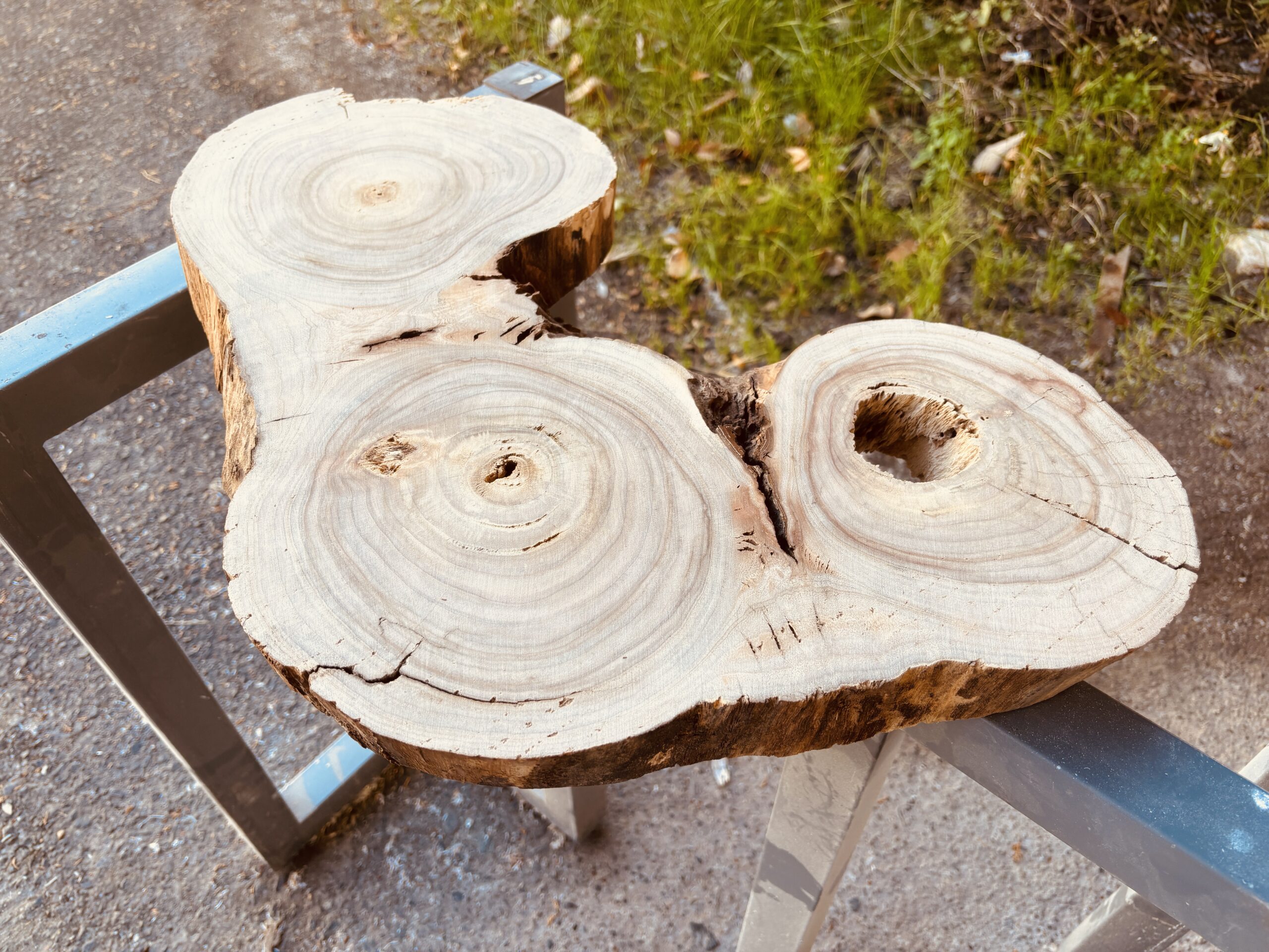三つの幹が分かれる直前を輪切りにしたレジンテーブル用木材の全体写真