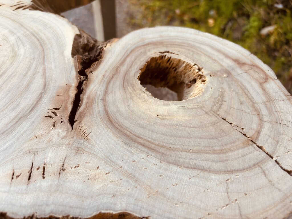 輪切り木材の中央に開いた穴と年輪のディテール写真